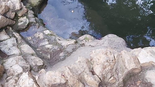 הבריכה מתאימה ליום חמים